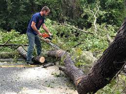 Best Tree Disease Treatment  in New Union, TN