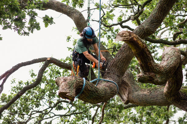 Tree and Shrub Care in New Union, TN