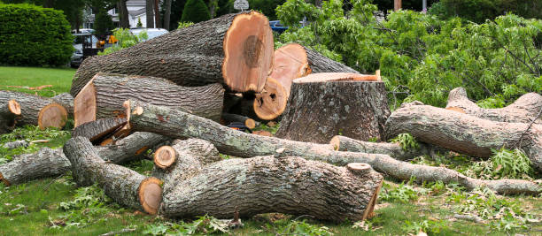 Best Tree Cabling and Bracing  in New Union, TN